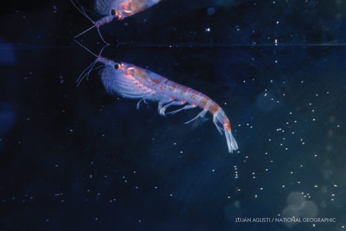 Antarctic Krill Found Thriving at Deep-Sea Vents - Image 3