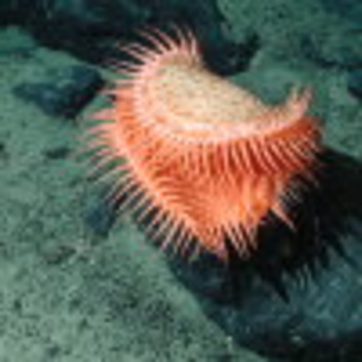 Antarctic Krill Found Thriving at Deep-Sea Vents - Image 5