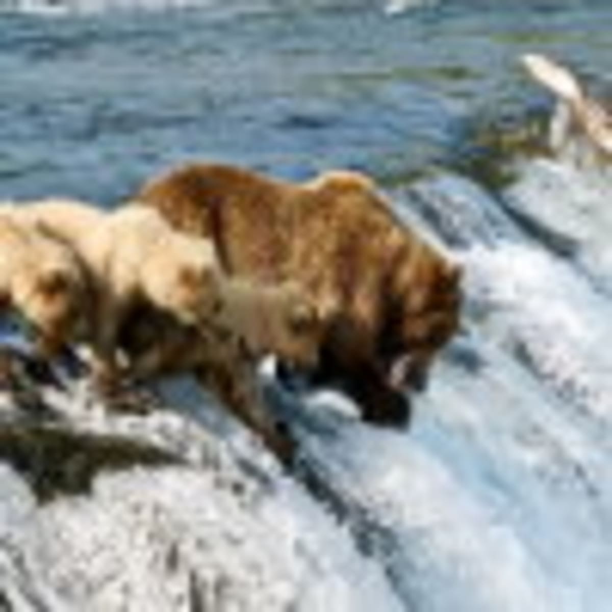 Alaska's Fat Bear Week Expands to 16 Bears for 2026 - Image 5