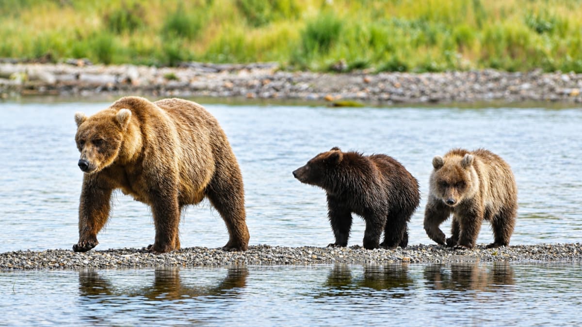 Brown bear and two cubs standing in Brooks River, Katmai National Park, Alaska