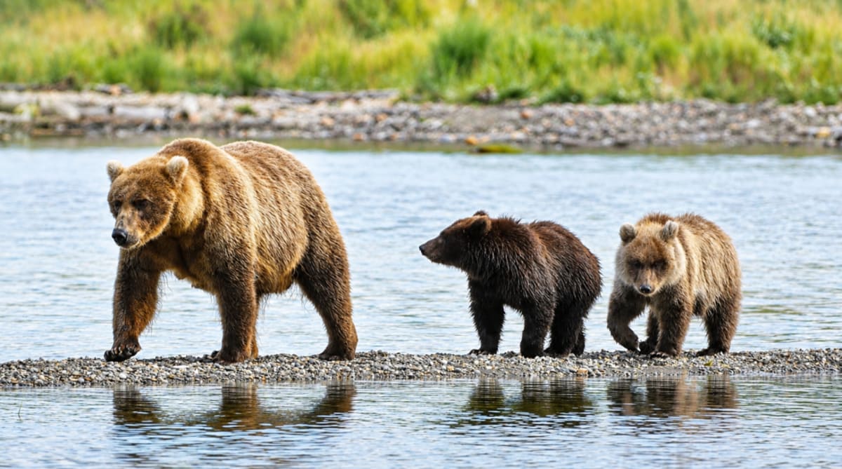 Alaska's Fat Bear Week Expands to 16 Bears for 2026 - Image 2