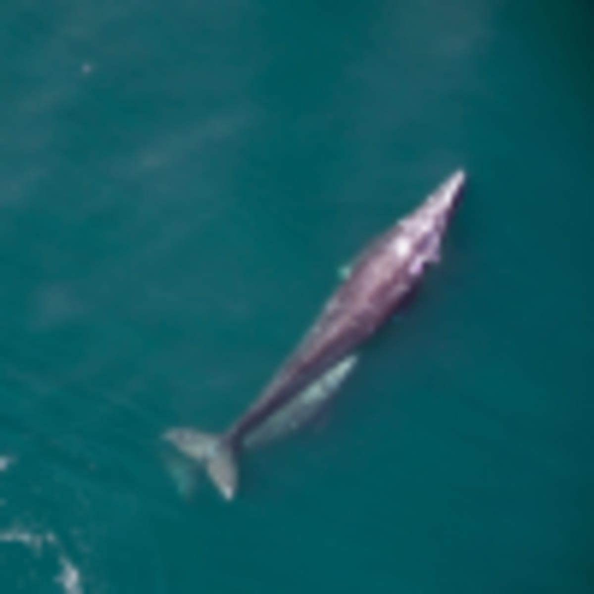 Timmy the Humpback Whale Rescued After 6-Week Ordeal - Image 3