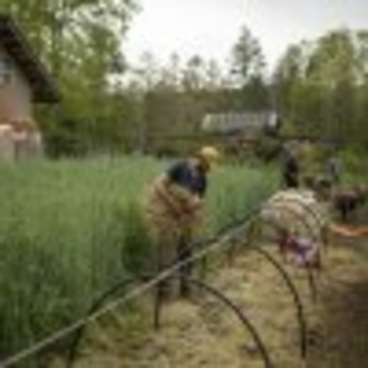 Turn Your Lawn Into a Wildlife Haven in 4 Simple Steps - Image 3