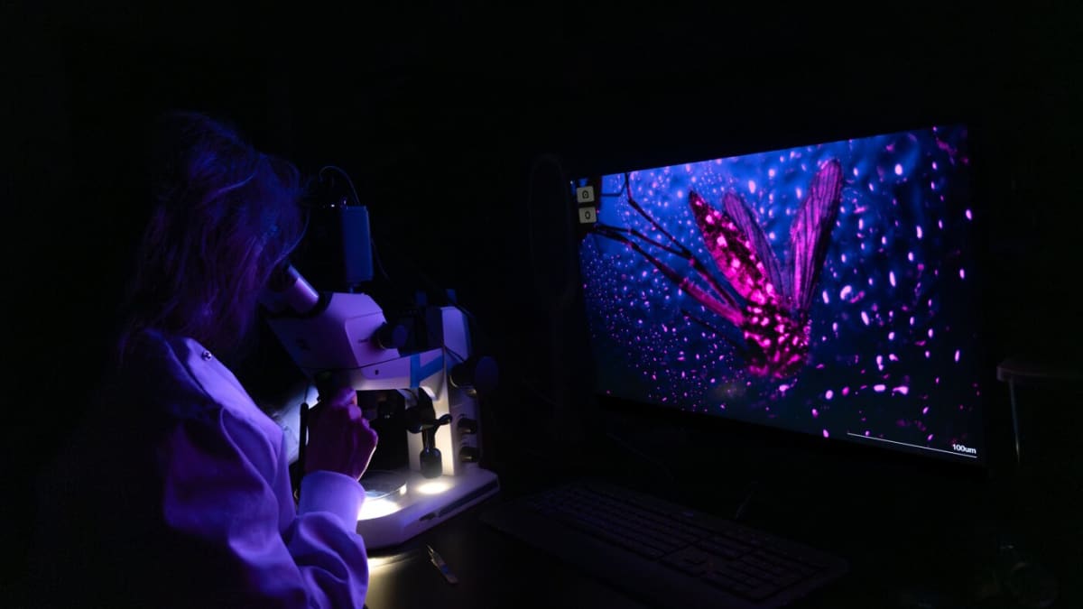 Scientists Win Photography Contest With Stunning Nature Images