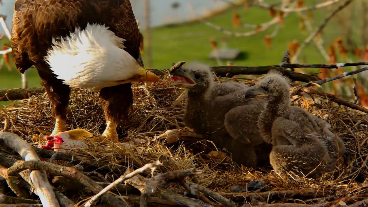 Millions Find Community Watching Bald Eagle Nest Cams