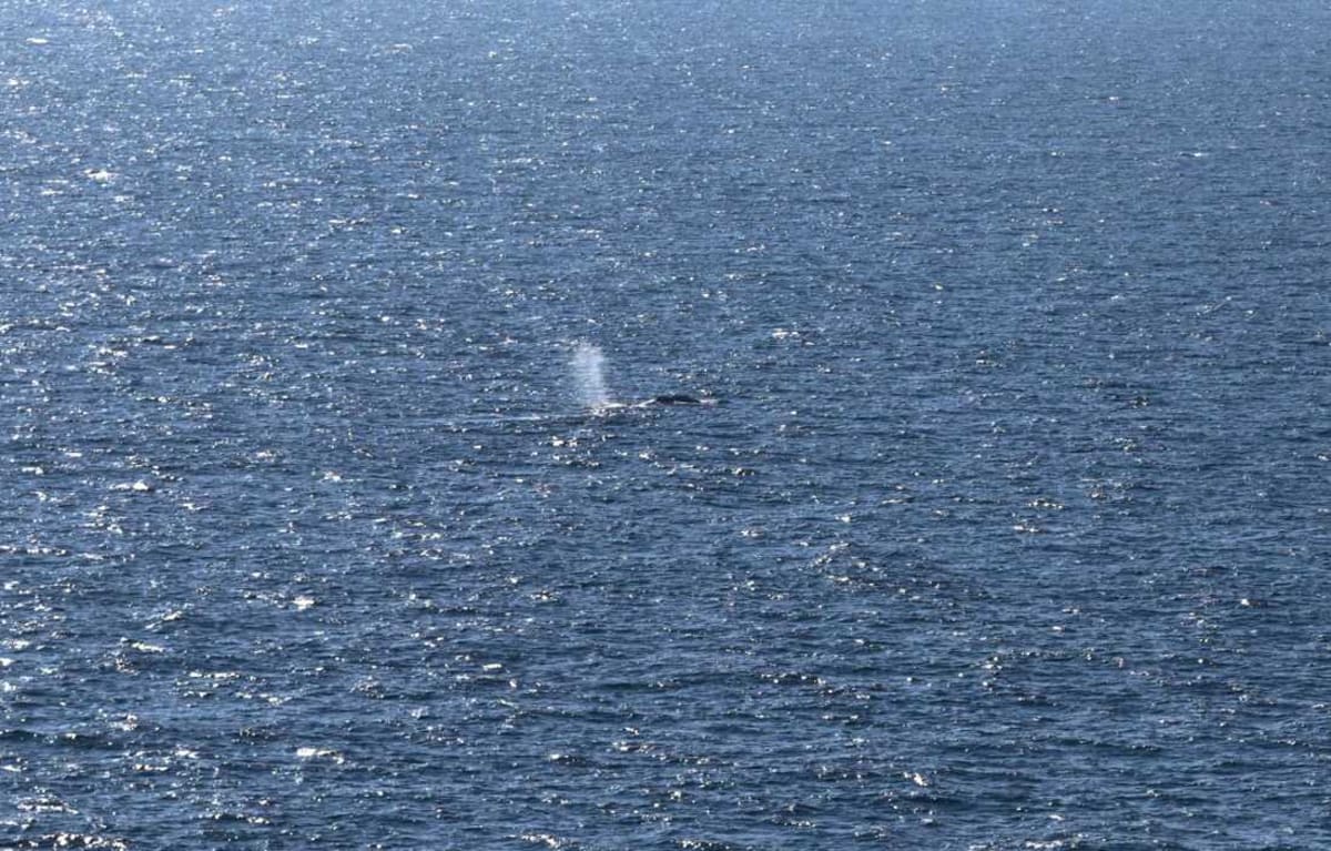 Timmy the Humpback Whale Rescued After 6-Week Ordeal - Image 2