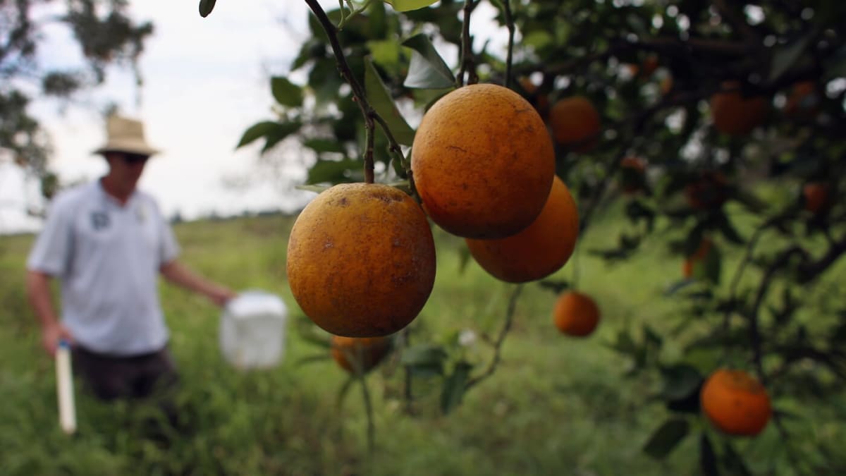 Florida Plants Gene-Edited Trees to Beat Citrus Disease