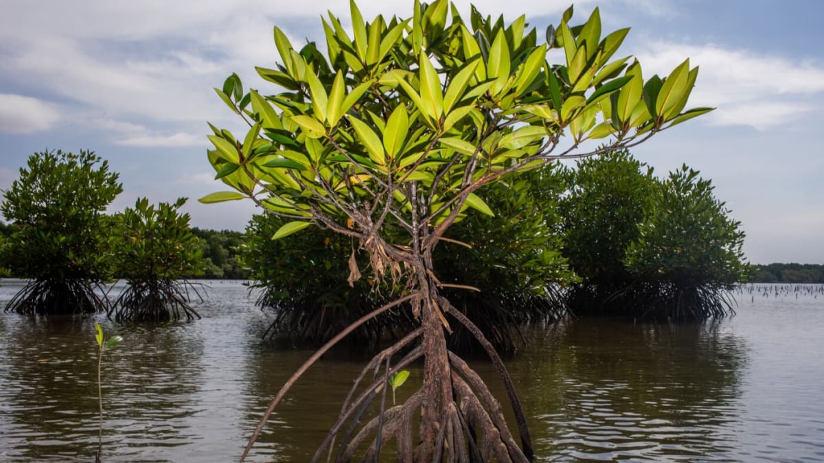 Cambodia's Mangroves Shield Coasts and Fight Climate Change