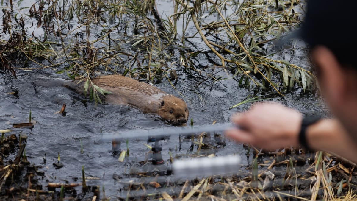 Britain Fights Flooding With Beavers, Saves Millions