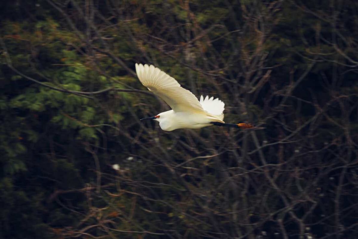 Three Teen Birders Win New Jersey's 24-Hour Bird Marathon - Image 4