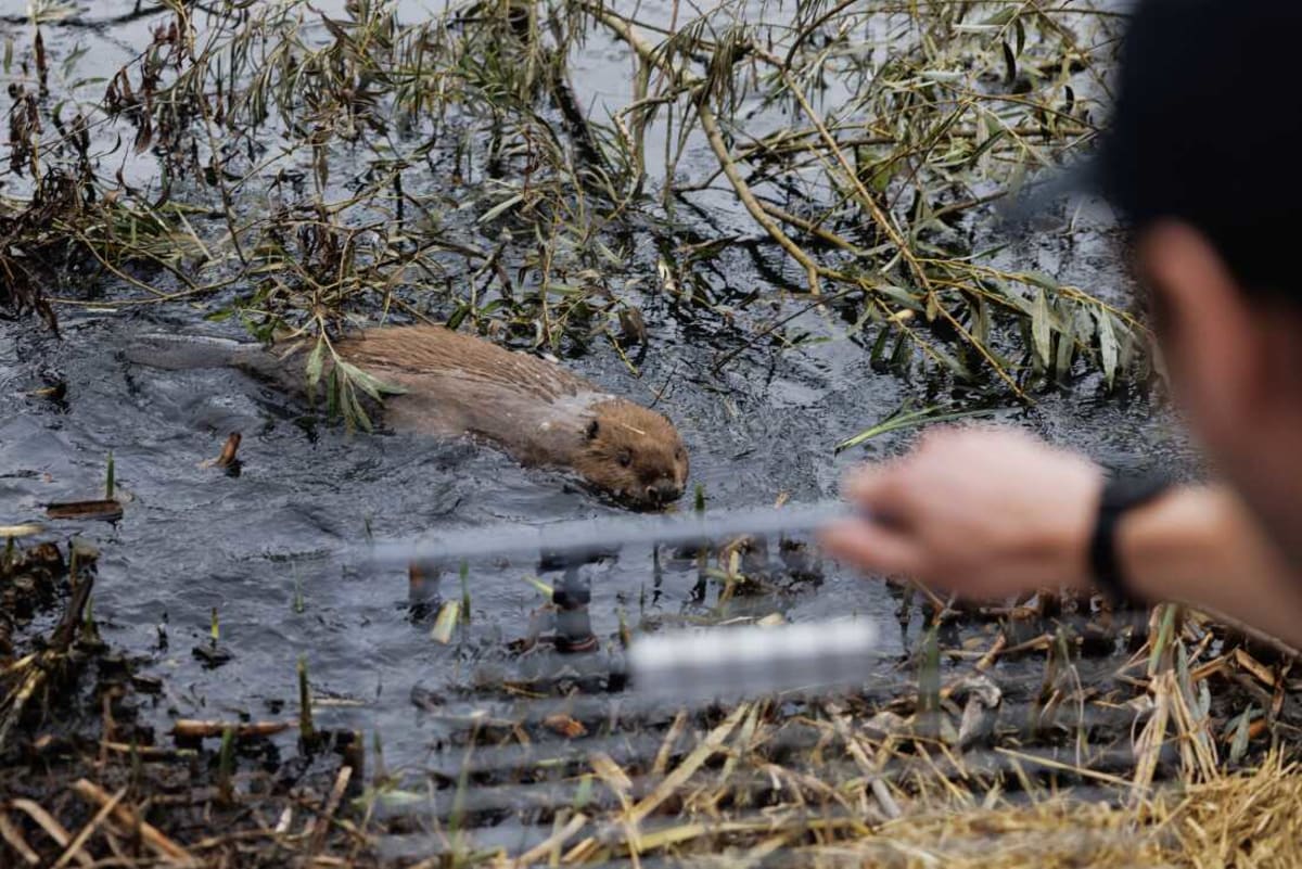 Britain Fights Flooding With Beavers, Saves Millions - Image 3