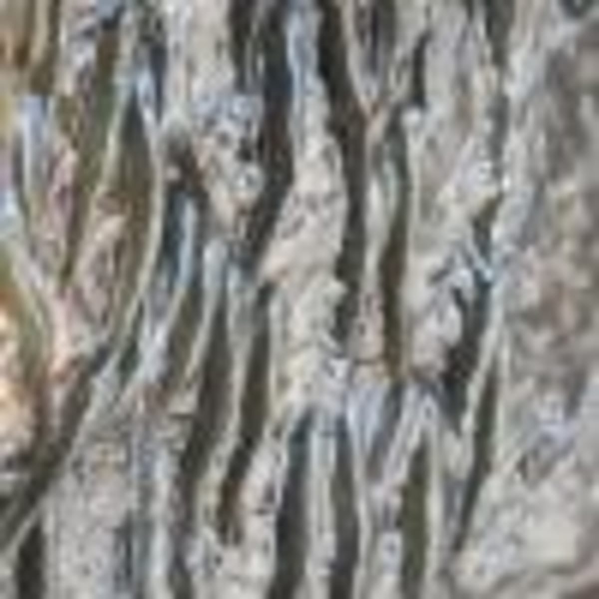 Seal Named Filou Cracks Fish Escape Code With Whiskers - Image 5