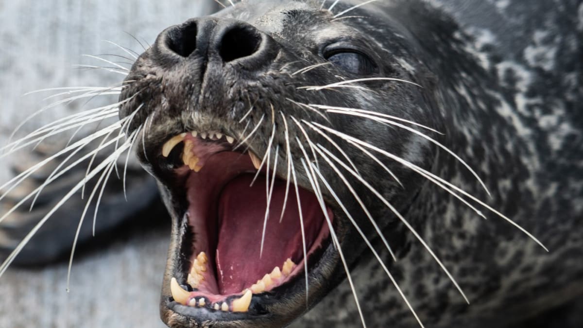 Harbor seal Filou with prominent whiskers at German marine science research center