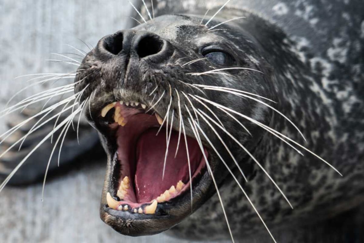 Seal Named Filou Cracks Fish Escape Code With Whiskers - Image 4