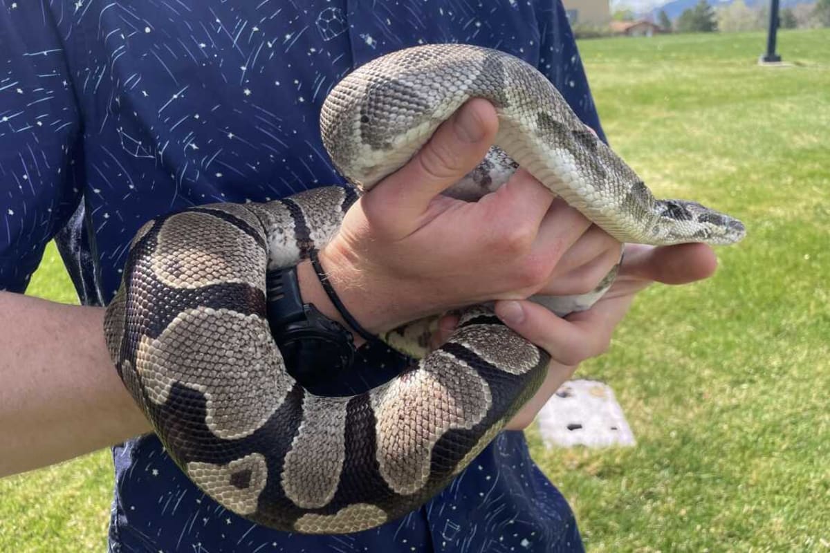 Python Hearts May Hold Key to Reversing Human Heart Disease - Image 4