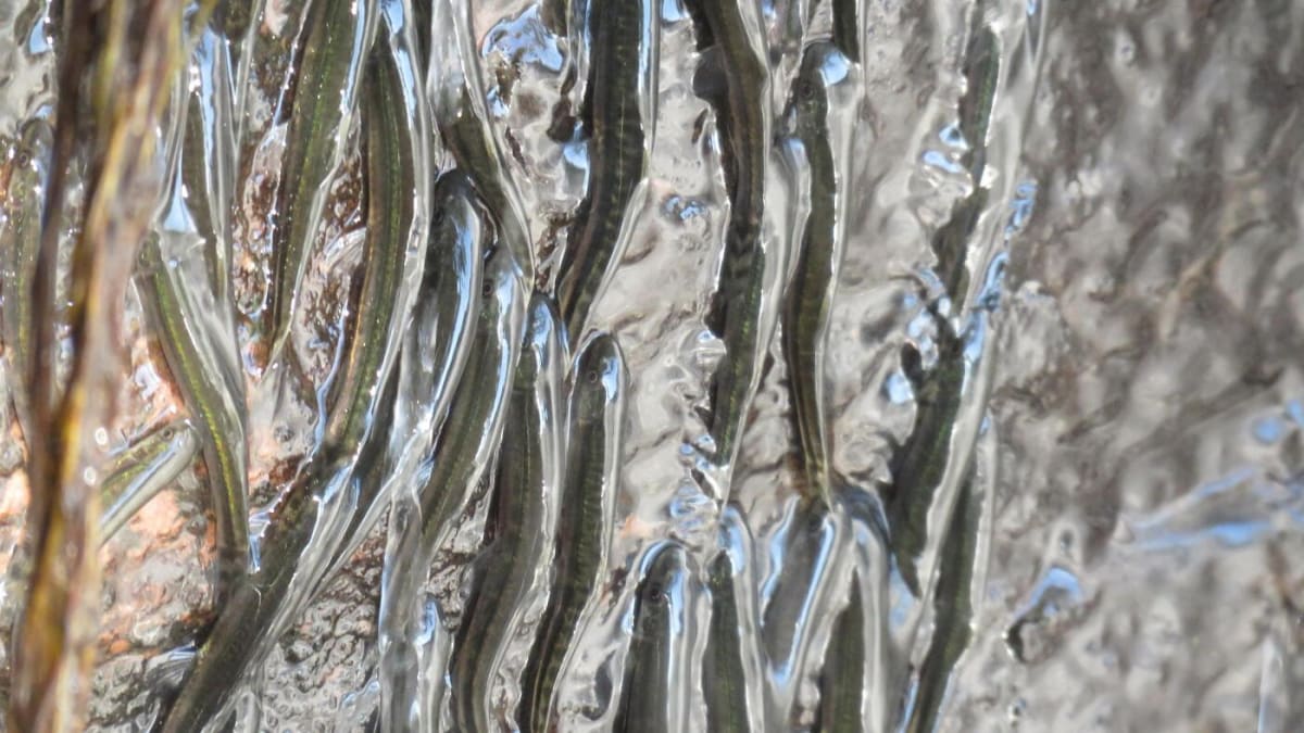 Tiny shellear fish climbing wet rockface behind waterfall in Democratic Republic of Congo