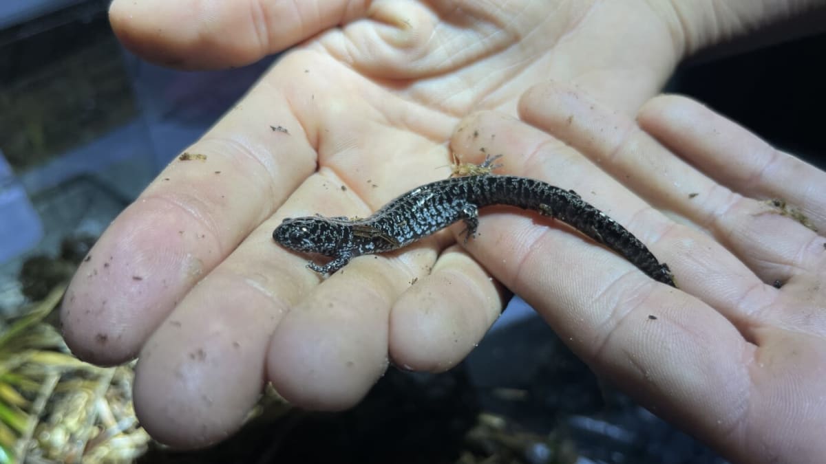 Florida Scientists Racing to Save Rare Salamander