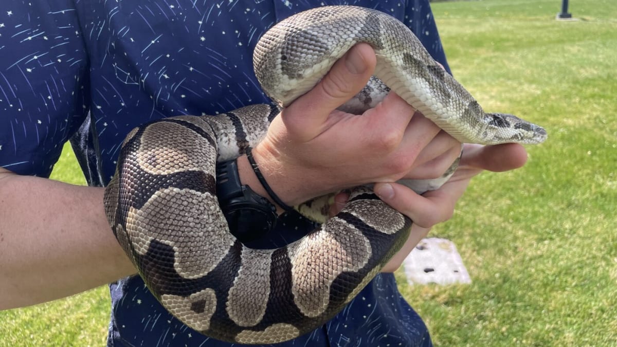 Python Hearts May Hold Key to Reversing Human Heart Disease