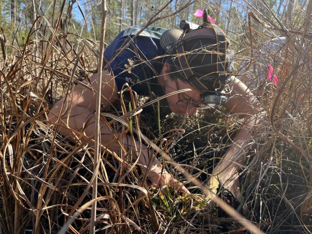 Florida Scientists Racing to Save Rare Salamander - Image 3