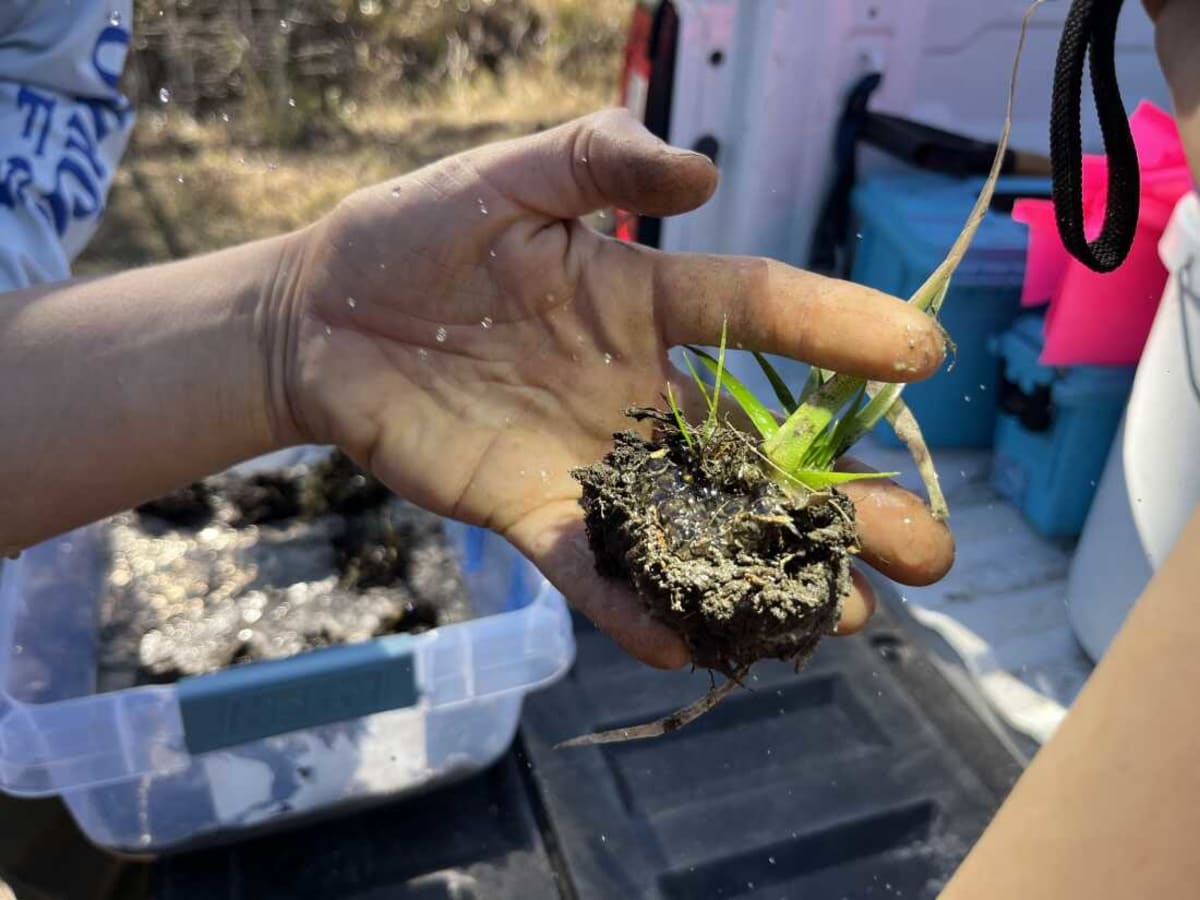 Florida Scientists Racing to Save Rare Salamander - Image 5