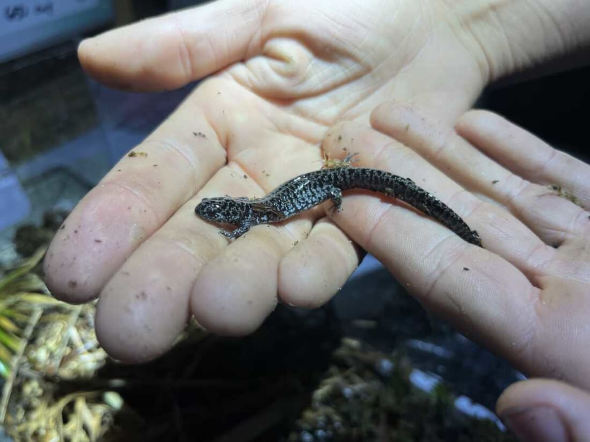 Florida Scientists Racing to Save Rare Salamander - Image 2