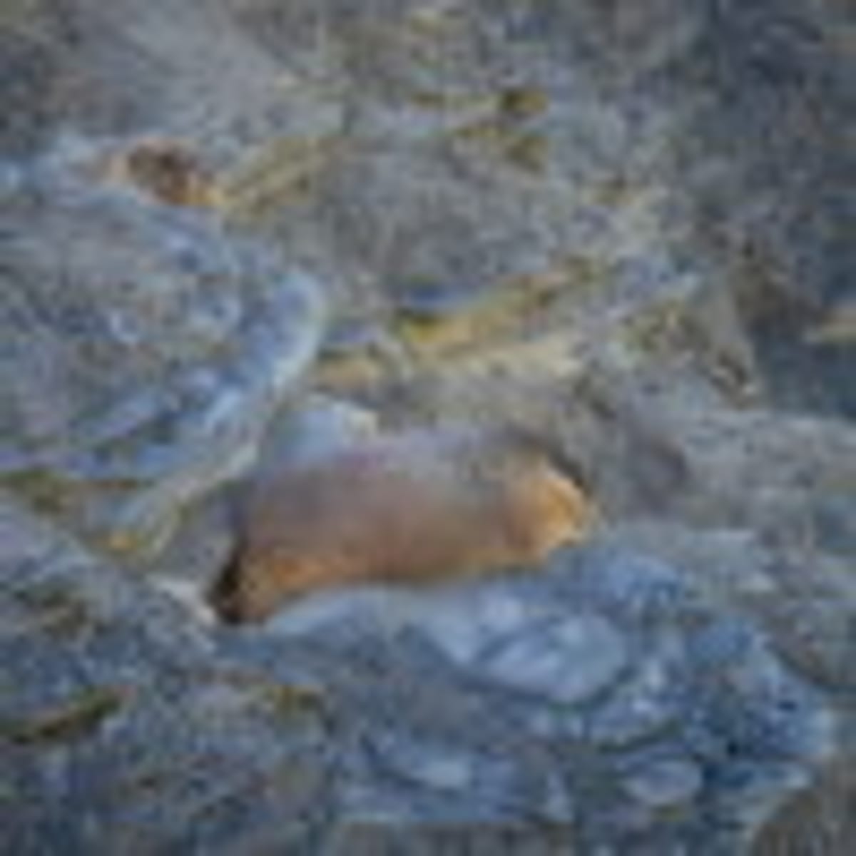 Alaska's Fat Bear Week Expands to 16 Bears for 2026 - Image 4