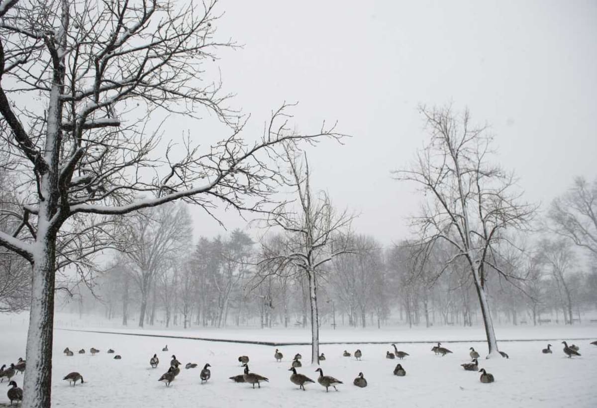 Geese Navigate Thousands of Miles Home Every Spring - Image 3