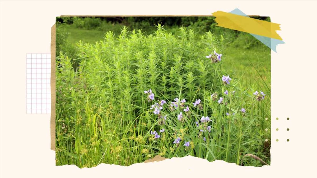 Turn Your Lawn Into a Wildlife Haven in 4 Simple Steps - Image 2