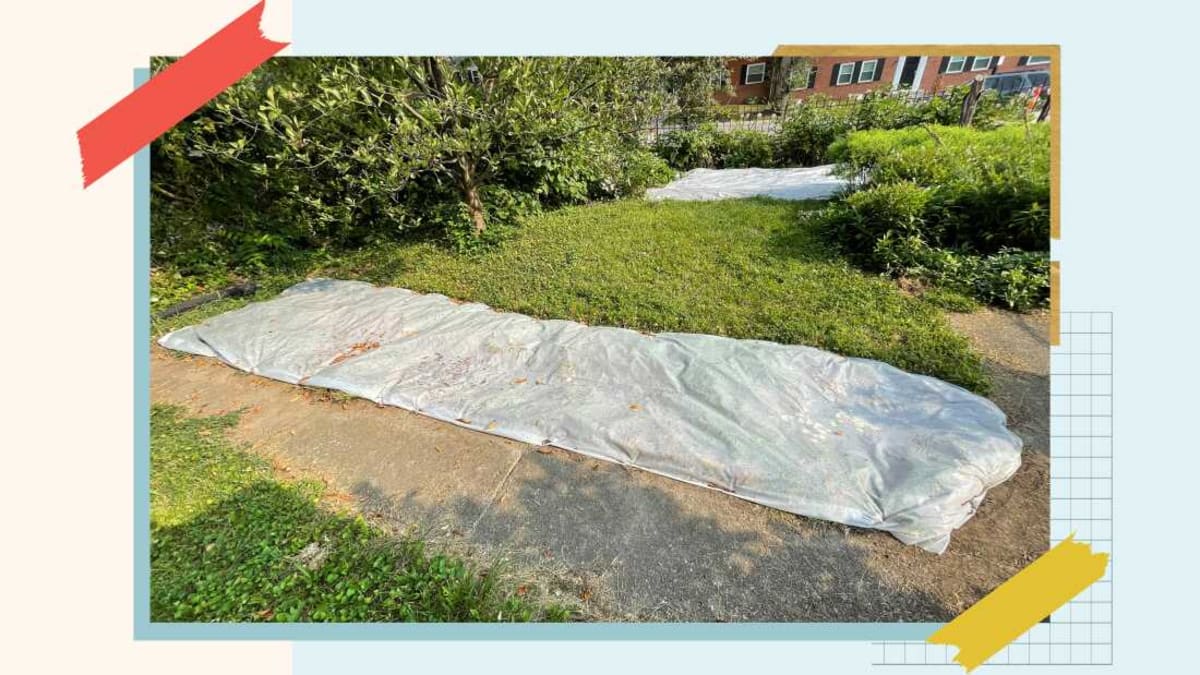 Turn Your Lawn Into a Wildlife Haven in 4 Simple Steps - Image 4