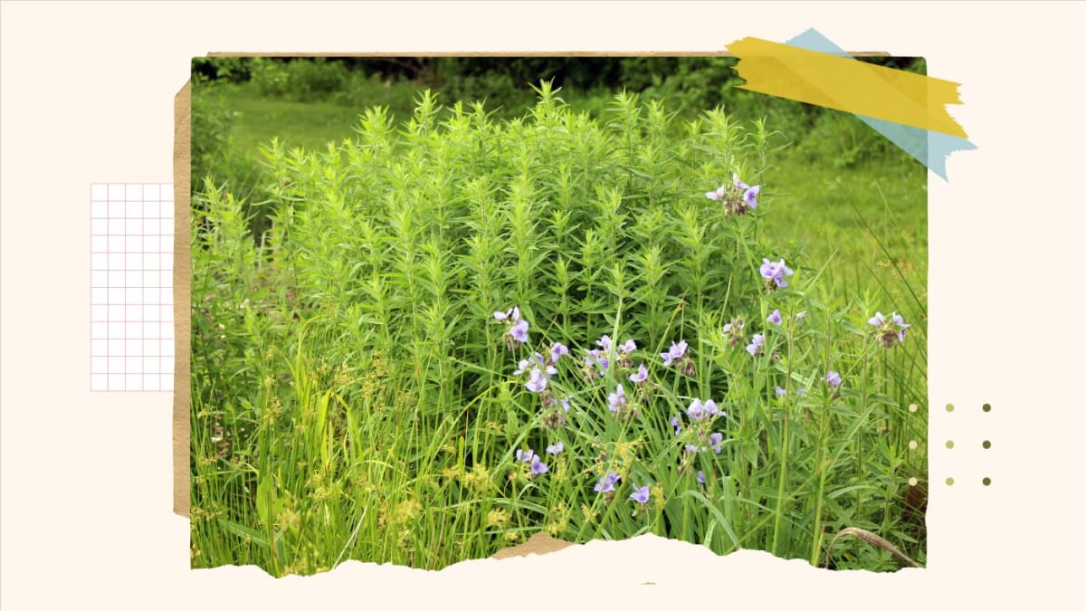 Turn Your Lawn Into a Wildlife Haven in 4 Simple Steps