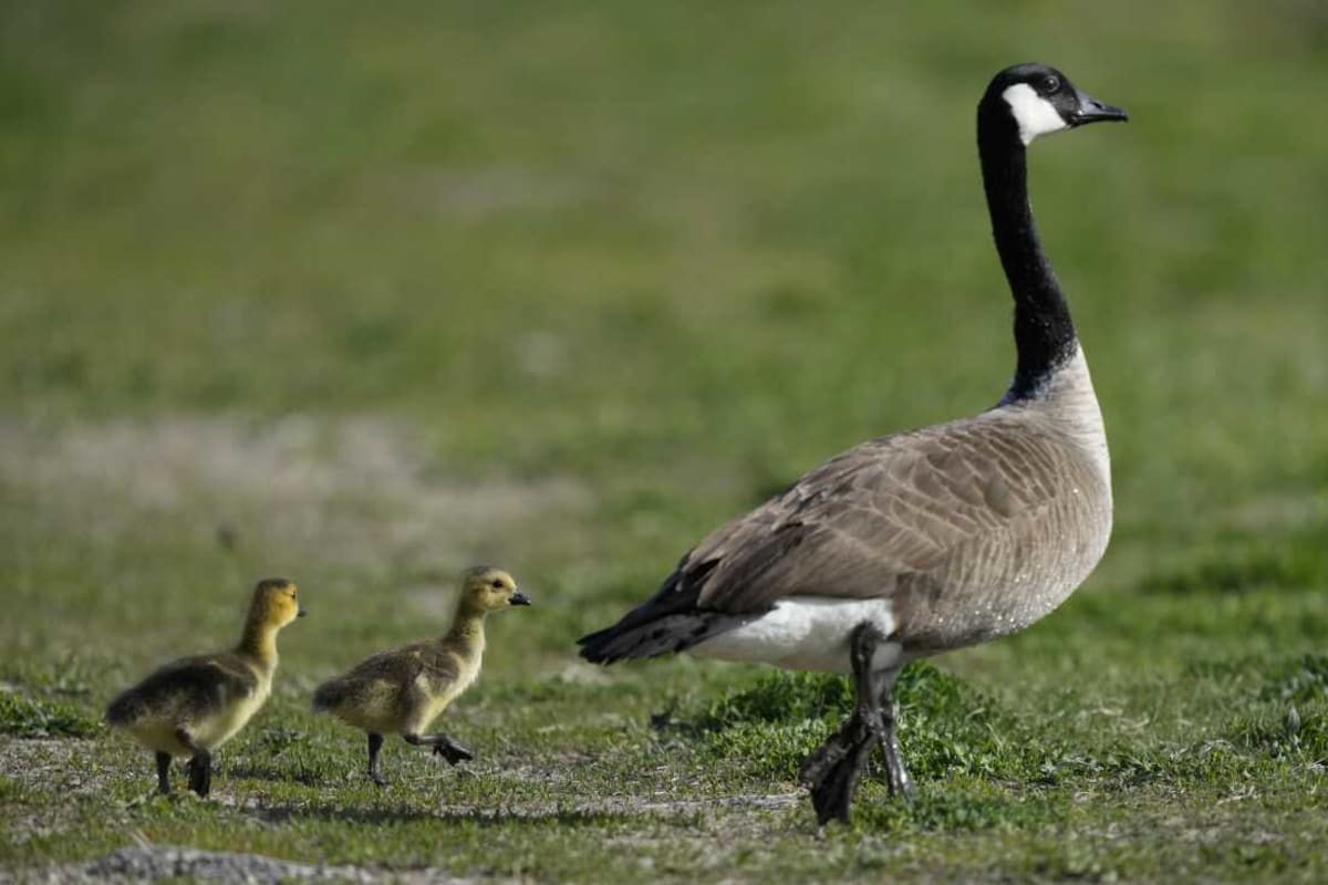 Geese Navigate Thousands of Miles Home Every Spring - Image 2