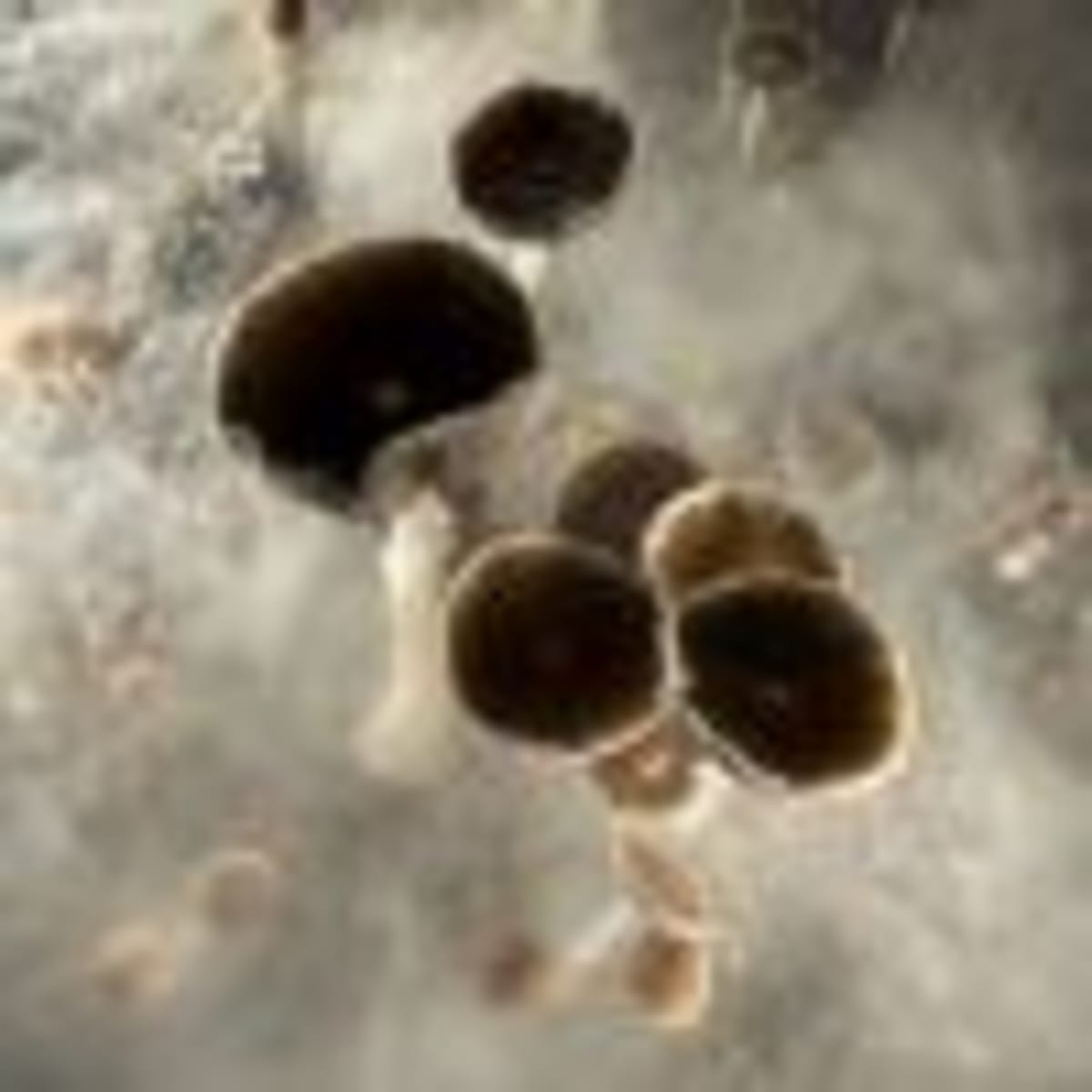 Oregon's Psilocybin Program Shows Promise in New Study - Image 3