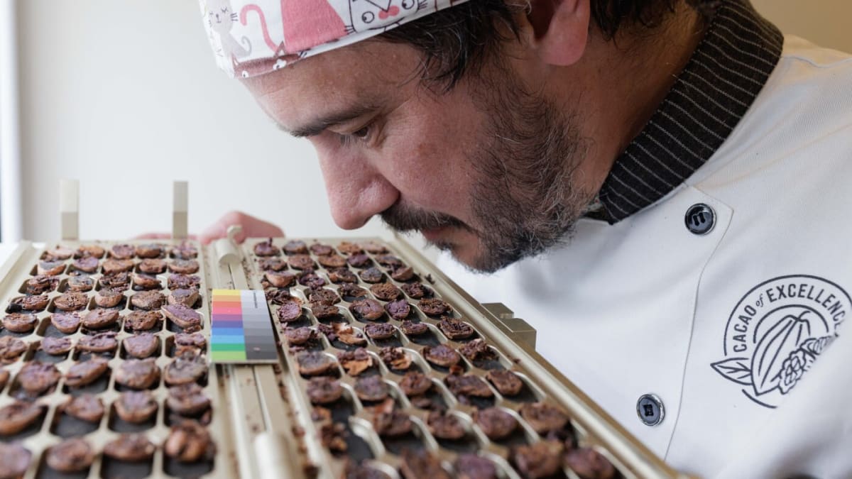 Lab assistant examining halved cocoa beans during quality evaluation in Italian chocolate laboratory