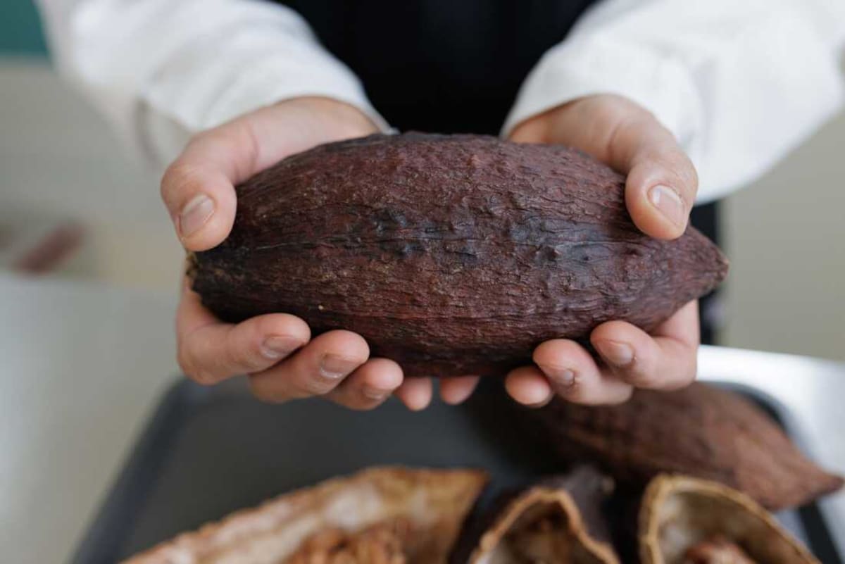 Italy Opens Chocolate Lab to Help Cacao Farmers Thrive - Image 4