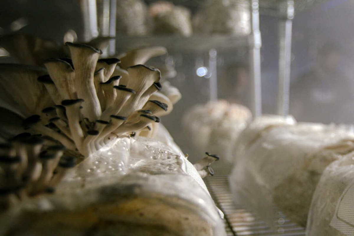 Iowa Pig Farm Becomes Mushroom Hub After Family's Big Shift - Image 4
