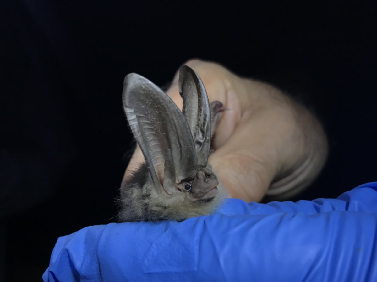 West Virginia Bat Count Shows 150 More in Endangered Cave - Image 3