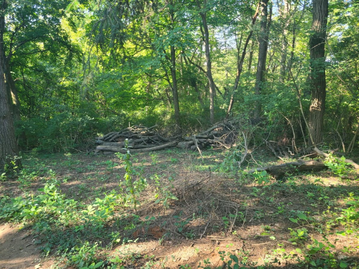 Cincinnati Begins Largest Park Reforestation in 100 Years - Image 4