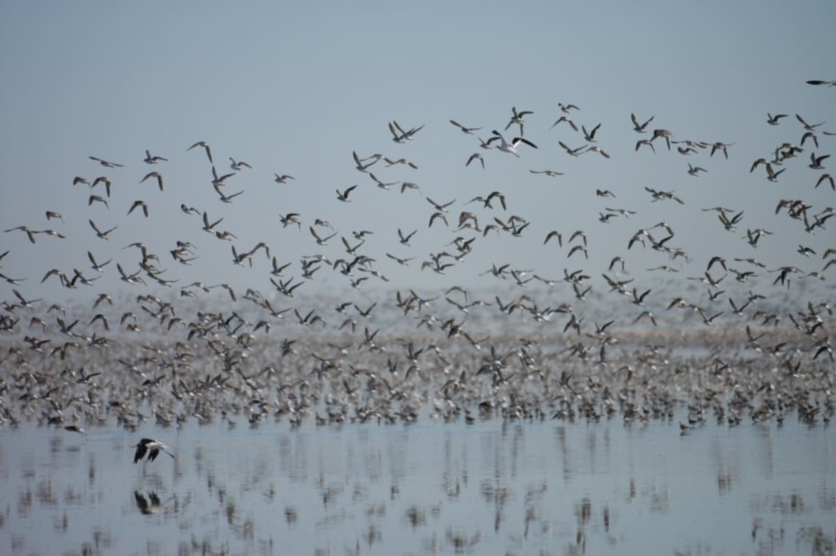 Utah Invests $5.1M to Save 33 At-Risk Species - Image 3