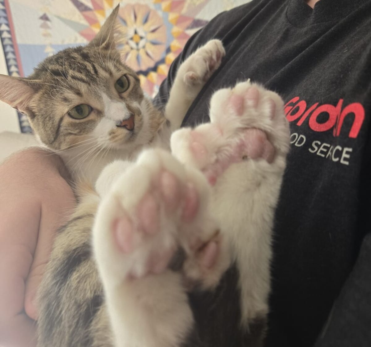Lansing Cat Ties World Record with 28 Toes - Image 3