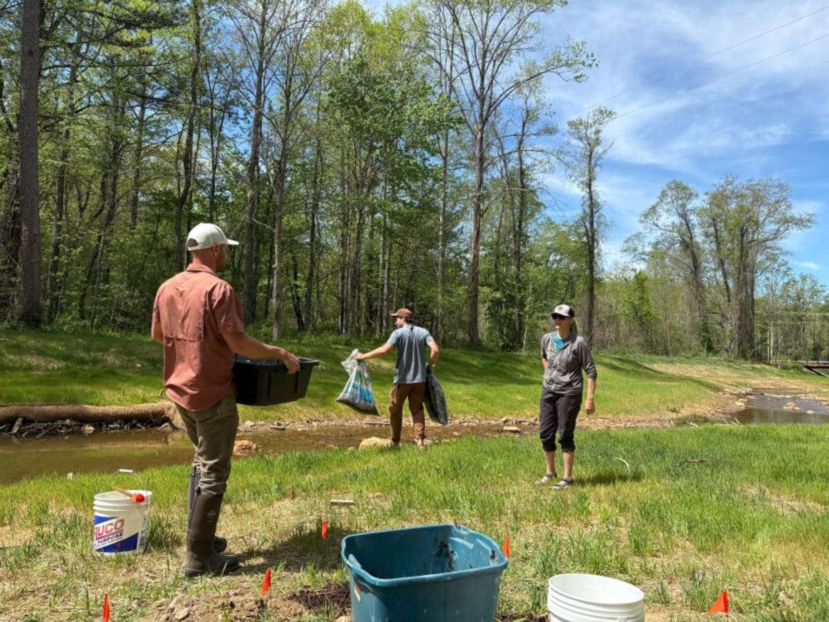 Native Bamboo Returns to NC as Post-Helene Climate Fix - Image 4