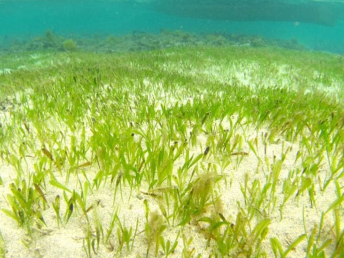 Molokaʻi Group Gets Grant for Ocean Climate Tech - Image 3