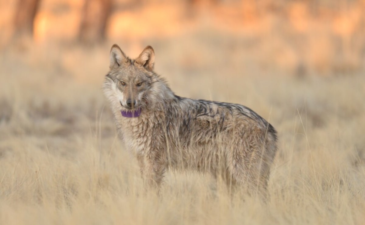 Mexican Wolf Population Hits 319 After 10 Years of Growth - Image 2