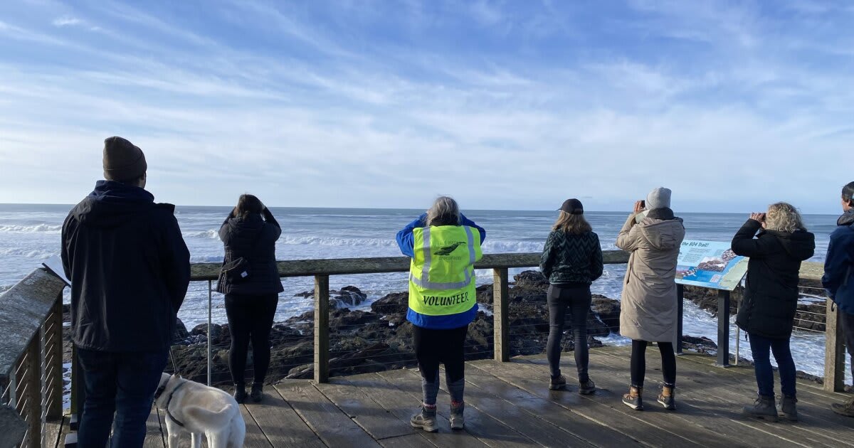 Oregon Volunteers Help 13,000 Whales Journey Home This Week