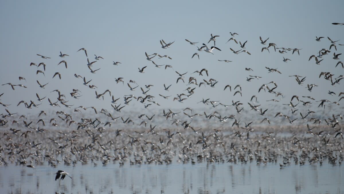 Utah Invests $5.1M to Save 33 At-Risk Species - Image 2