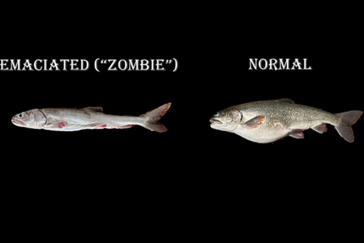 Scientists Explore Lake Superior's Deepest Point - Image 5