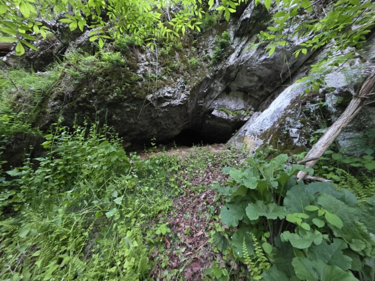 West Virginia Bat Count Shows 150 More in Endangered Cave - Image 5