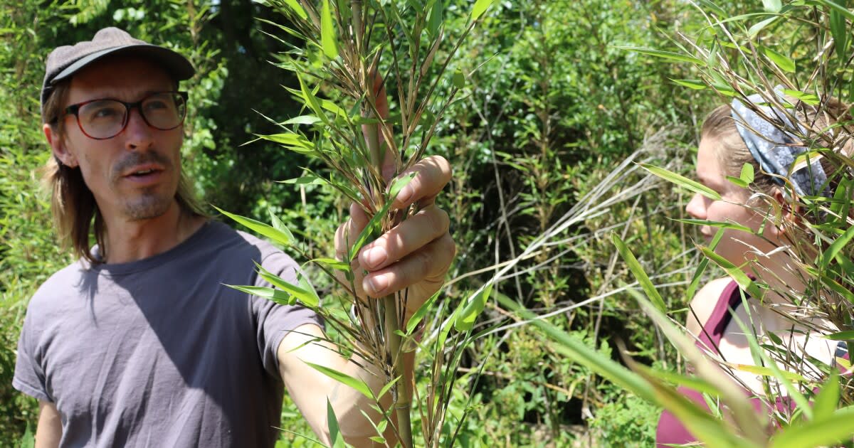 Volunteers plant small rivercane shoots along a creek bank in Western North Carolina
