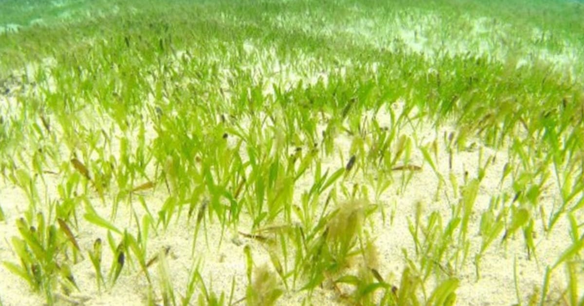 Seagrass meadow in Hawaiian coastal waters where carbon capture research is happening