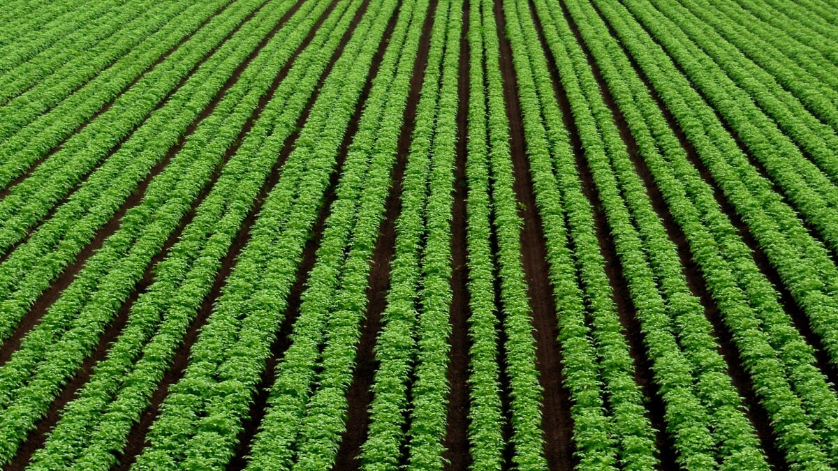 Minnesota Farmers Could Make Fertilizer from Wind Power - Image 2