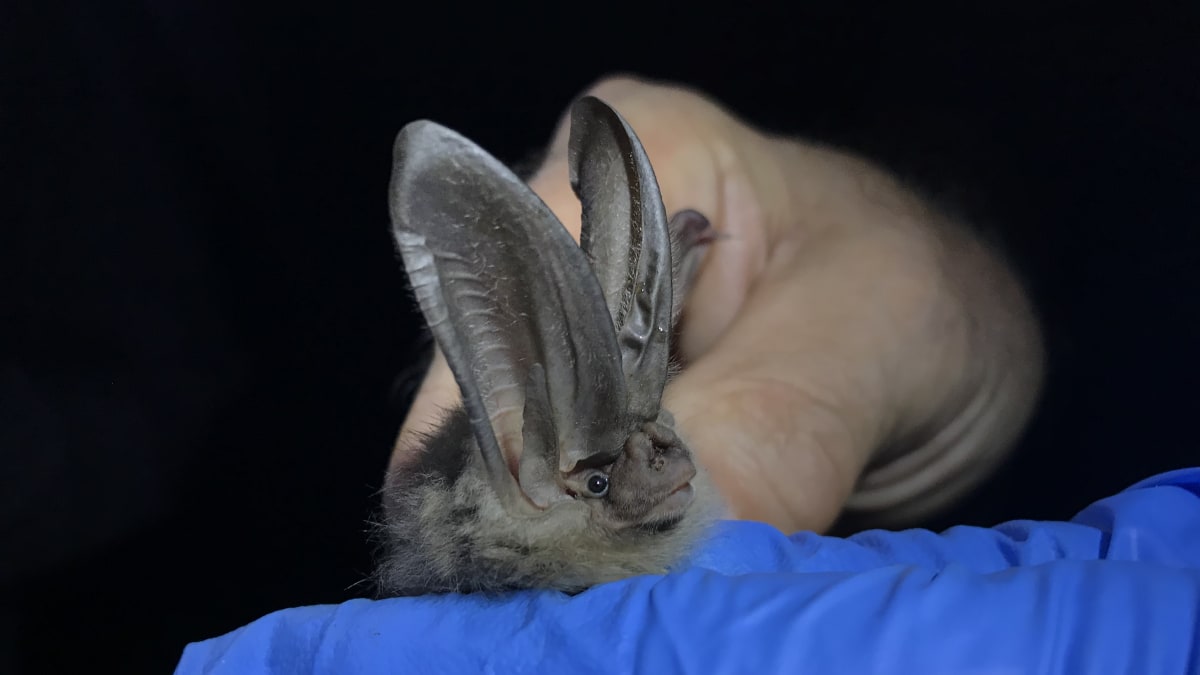 West Virginia Bat Count Shows 150 More in Endangered Cave - Image 2